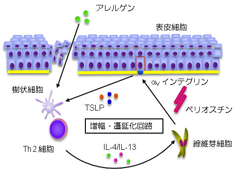 ペリオスチンによる炎症の悪性サイクル