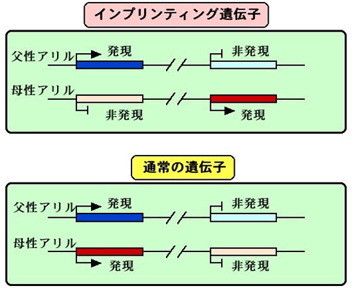 インプリンティング遺伝子と通常の遺伝子