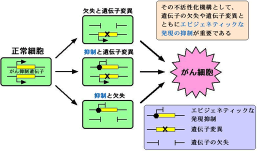 細胞のがん化には多くのがん抑制遺伝子の不活性化が必要