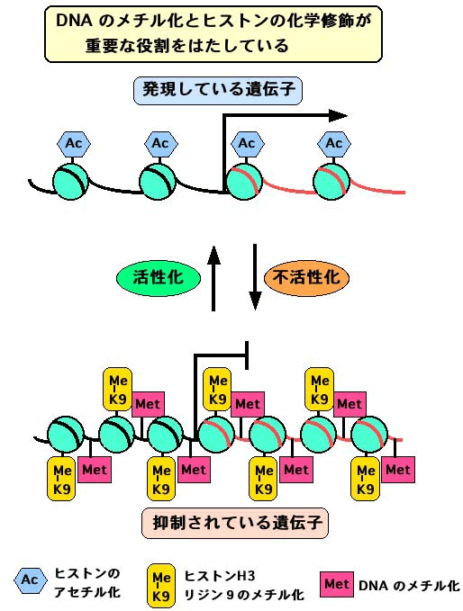 遺伝子発現のエピジェネティックな制御